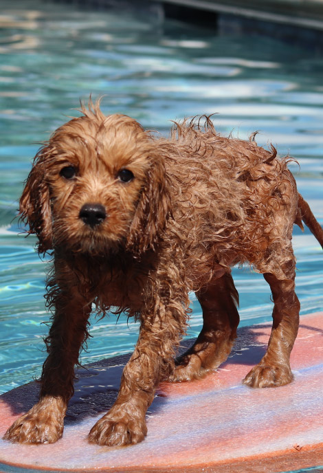 spooky-decor-you-can-add-to-your-poolside-blogimage2-m